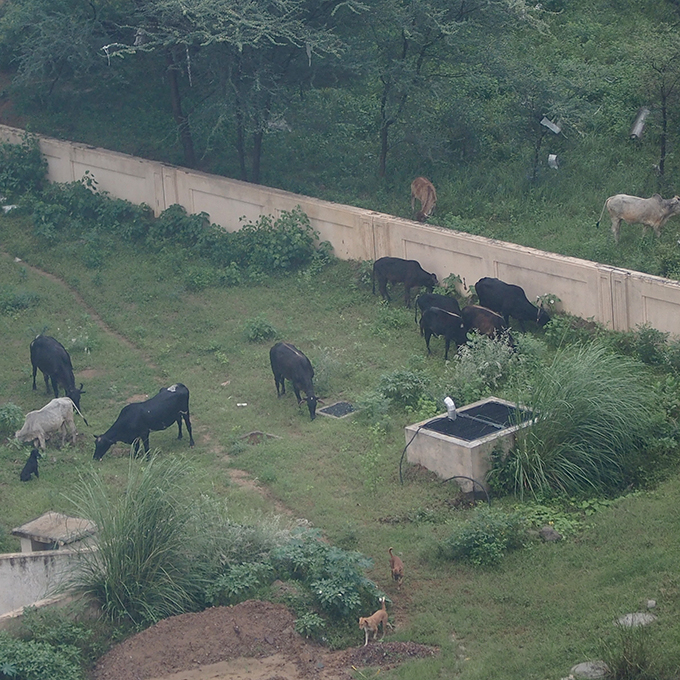 窓から見た、牛の群２