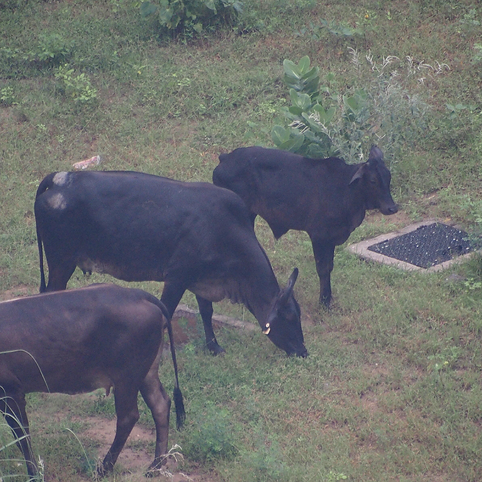 窓から見た、牛の群、子供