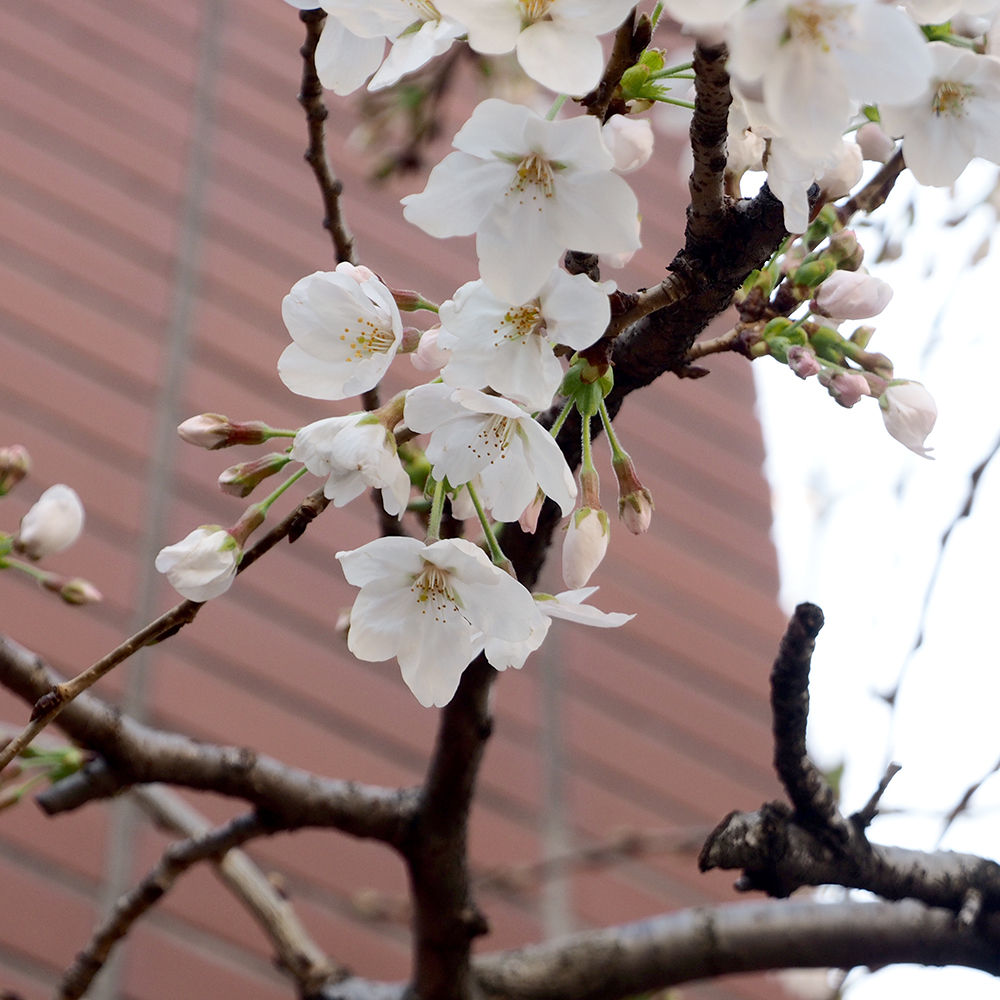 Cherry Blossoms2