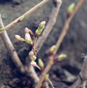 Cherry Blossoms3